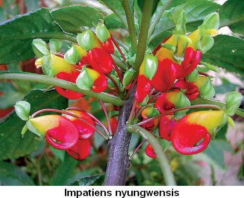 Impatiens nyungwensis.jpg